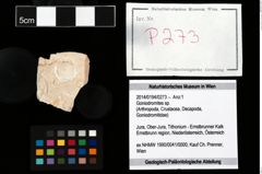 Foto (Objekt + Etikett) von Goniodromites sp.  (NHMW-GEO-2014-0194-0273)
